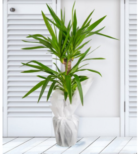 Yucca saksı çiçeği
